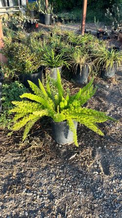 Foxtail plant