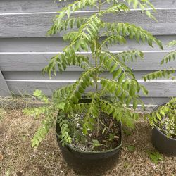 Big And Healthy Curry Leaf Plant with Baby Plants