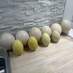 Ostrich eggs, Fertile, Consumable & Blown Out