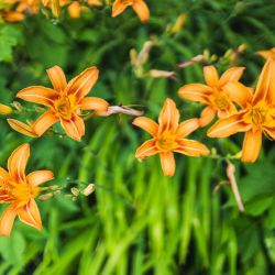 Orange Daylilies