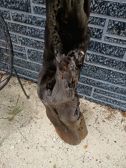 Driftwood