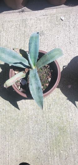 Blue Agave
