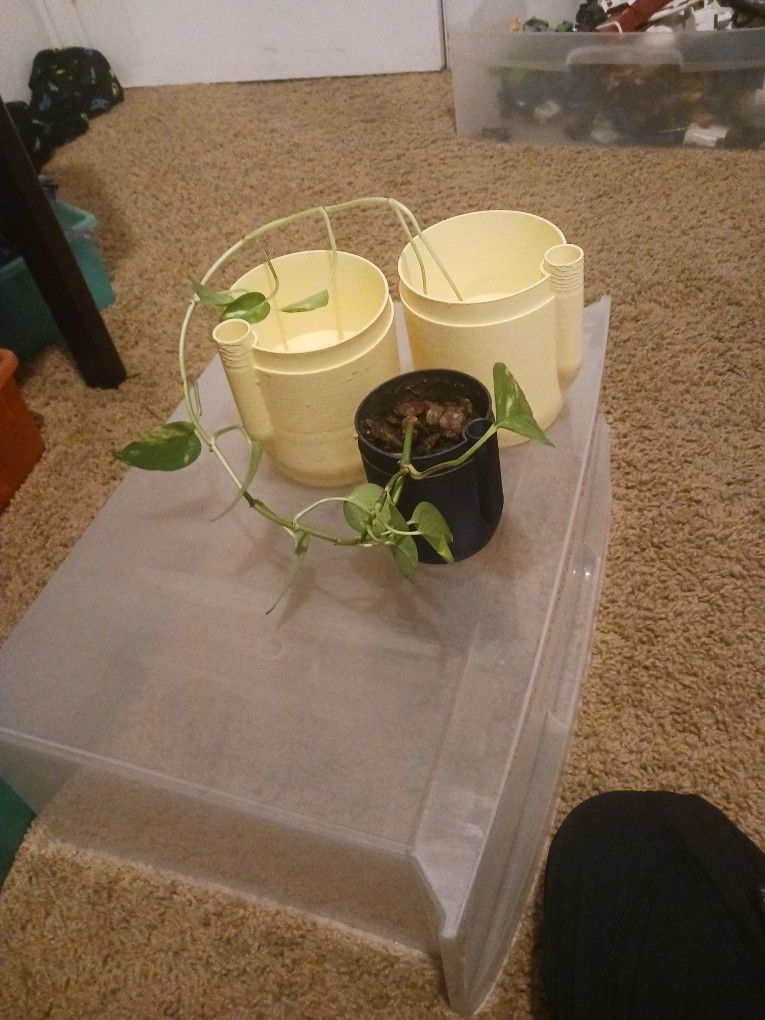 self watering plant pot