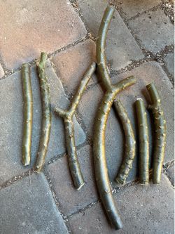 Plumeria Mid Section Cuttings - $5 for all