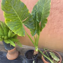 Plant
