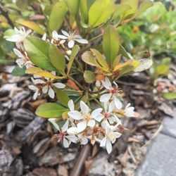 Beautiful Plants In Spring Hill