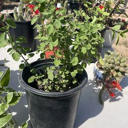 Orégano plant