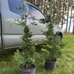 Slender Hinoki 5ft Tall In 5 Gallon Pot 