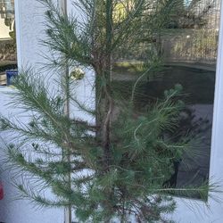 Aleppo Pine Tree
