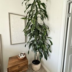indoor Corn Plant 9’