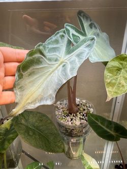 Alocasia Venom CORM