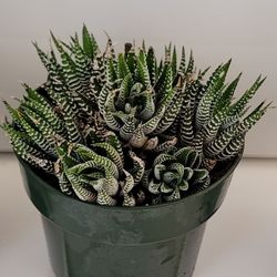 Clustering Zebra Haworthia Succulent Plant