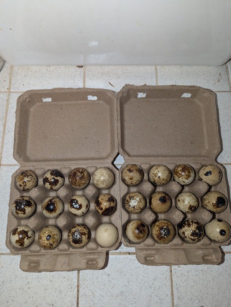 1 Dozen For $5 Quail Eggs