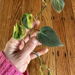 Philodendron Micans Variegated Plant