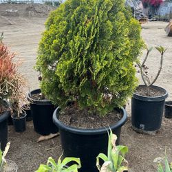 Dwarf Cultivar Of Arborvitae 