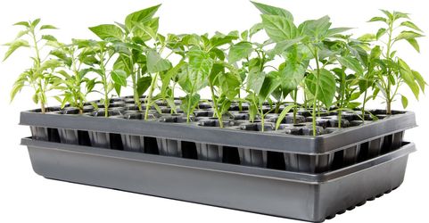 AccelaRoot 32-cell tray