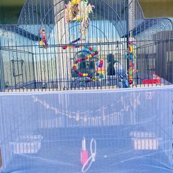 Parakeet, Big Birdcage And Accessories