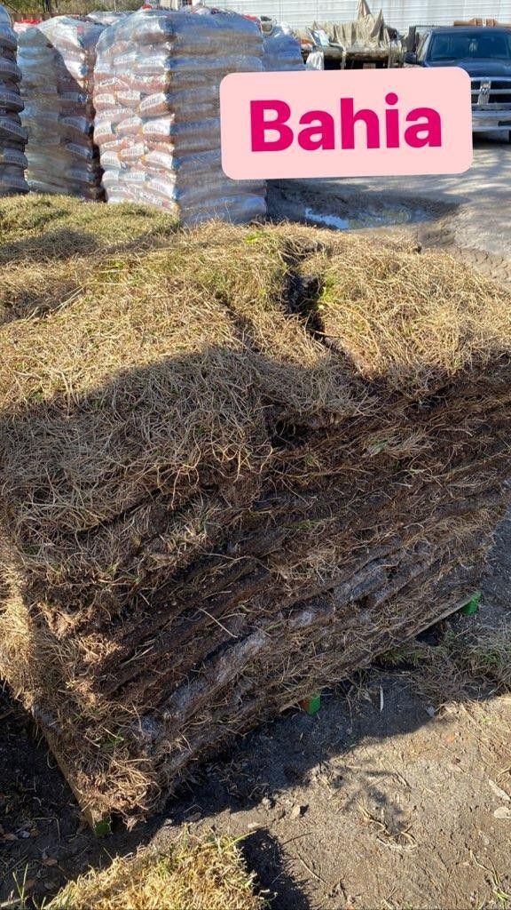 Bahia Sod