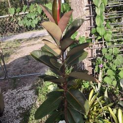 Rubber Plant $30 .00