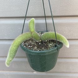 8” monkey tail cactus