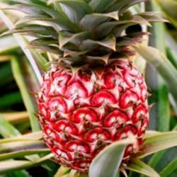 Organics Mini Pineapple Fully Grown Plant 3 Gallon 3ft