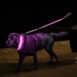 Light Up Dog Collar