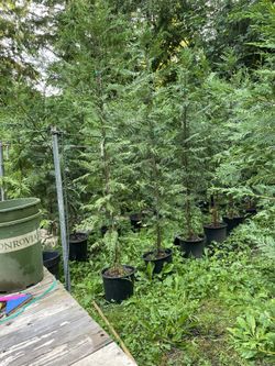 Leyland Cypress 