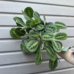 6” Maranta Lemon Lime