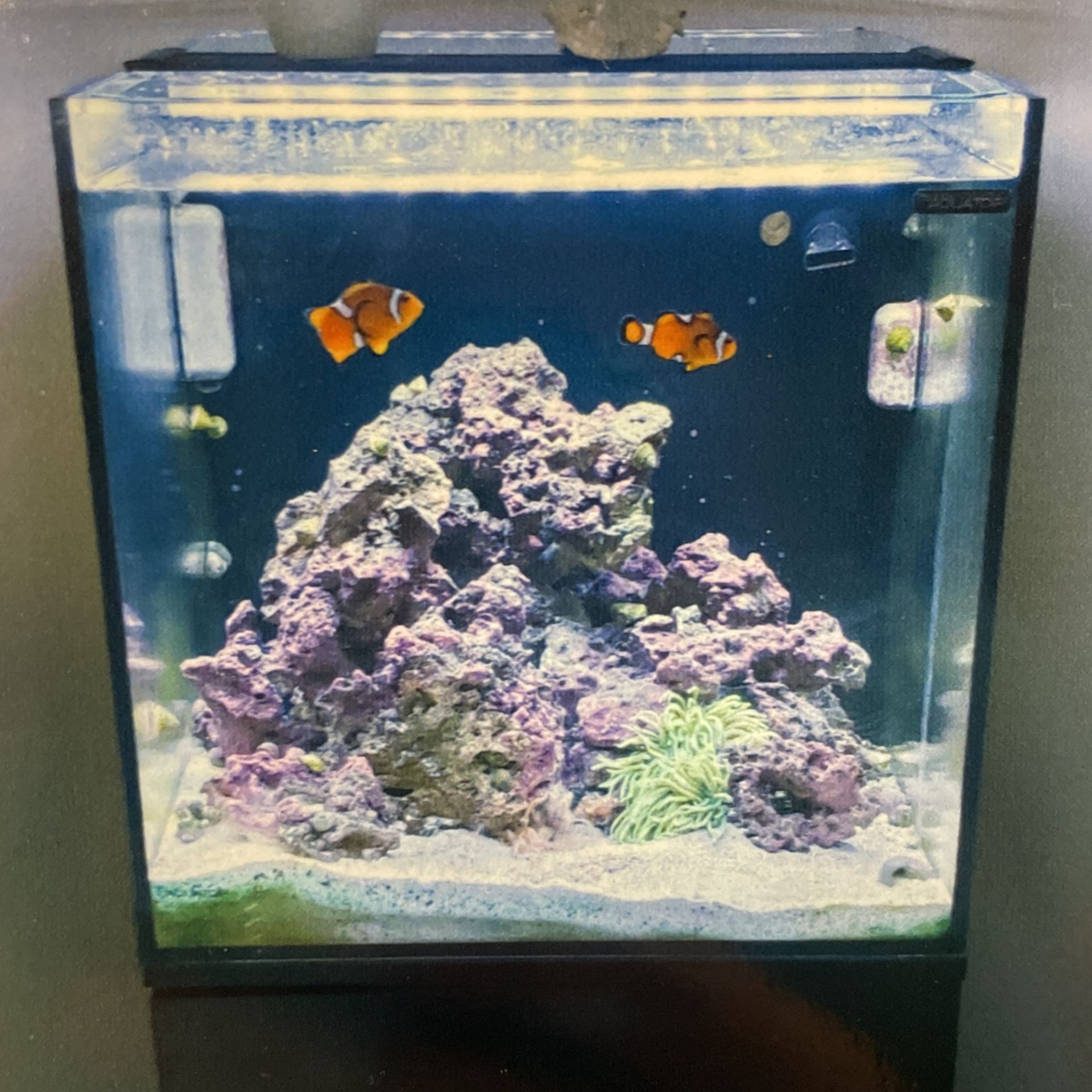 Salt Water Fish Tank 30 Gallon