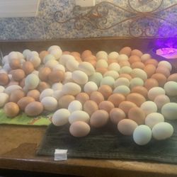 Barnyard Mix Eggs For Sale