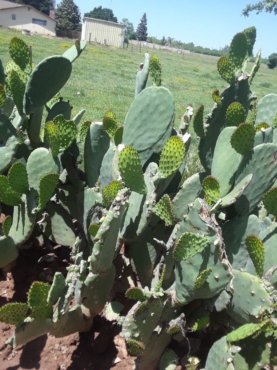 Nopales