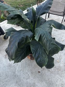 Fake Plant