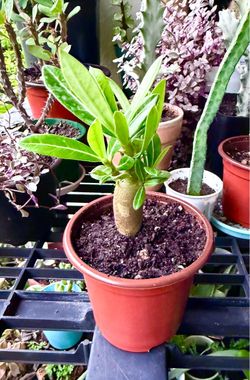 Small desert  Rose  plant