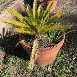 Sago Palm