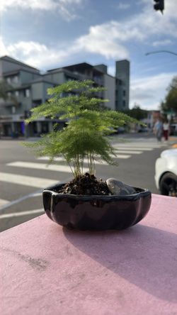 Ness bamboo chinese bonsai