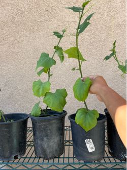 CHAYOTE seedlings 🌱/佛手瓜苗Susu xanh giống STARTER PLANT