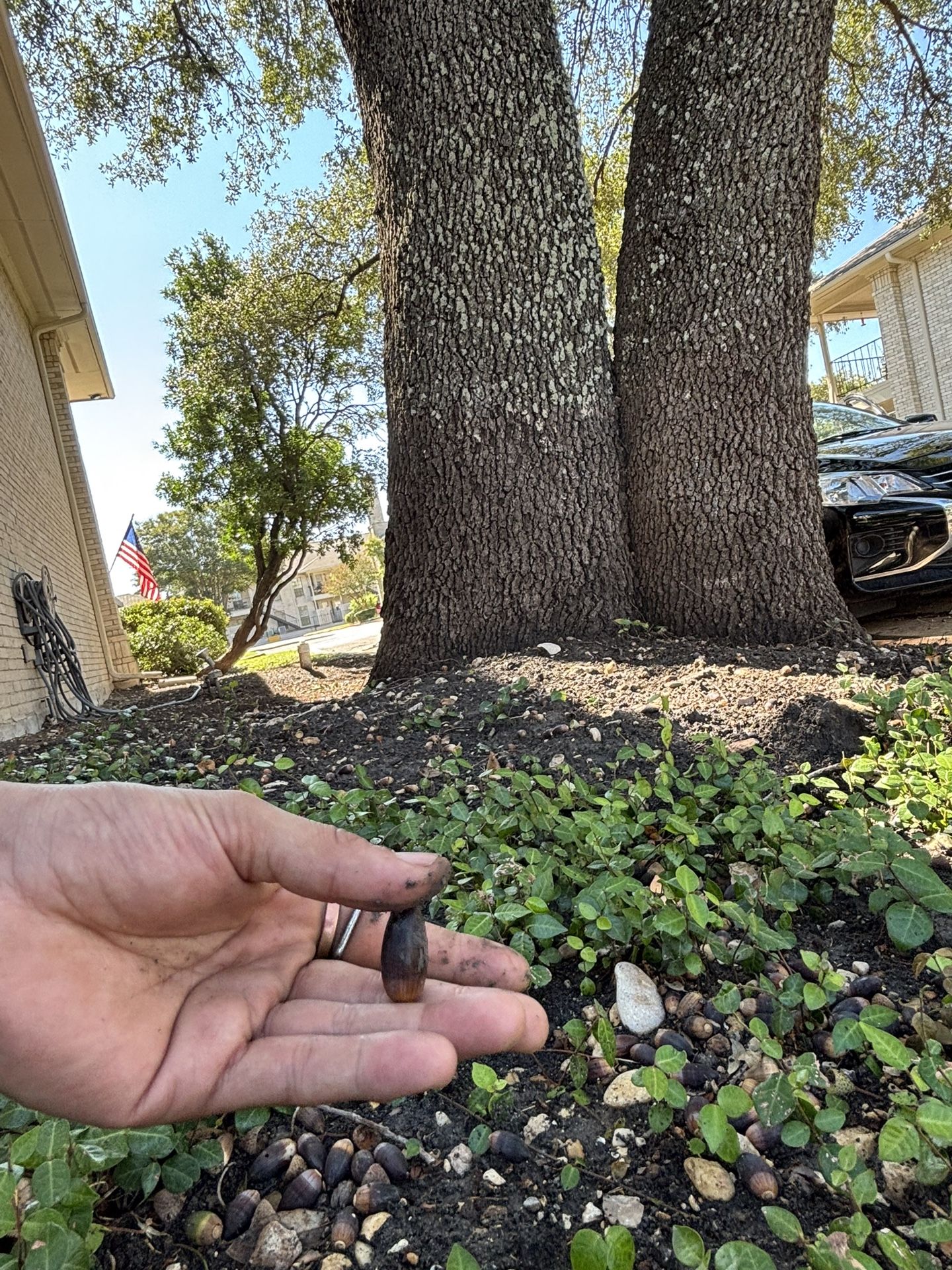 Giant Acorn Seeds π°