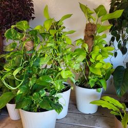 Pole Pothos Plants( Golden And Neon) 8" Pot $15 Each