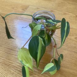 3 plants; Philodendron Basil, String Of Hear, snow Queen Pothos 