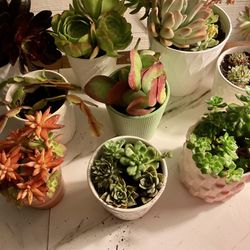 Succulents Plants With New Pots 