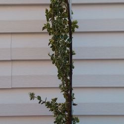 Japanese Spindle Tree 