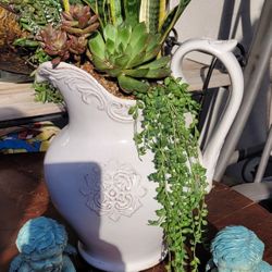 Succulents 