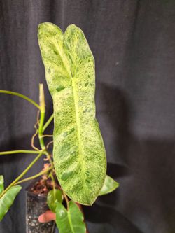 Philodendron Paraiso Verde