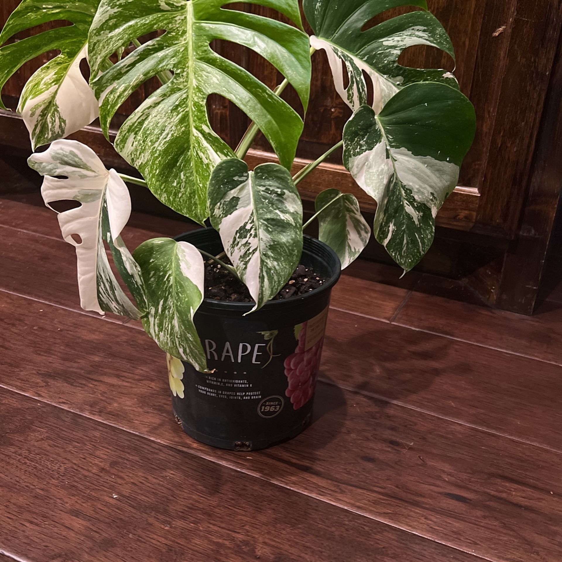 Albo Monstera