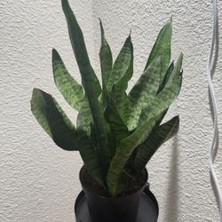 Snake Plant 