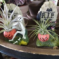 Air Plants Halloween Decorations