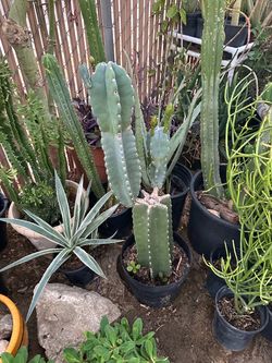 Cactus