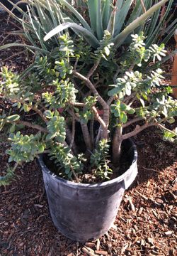 Plant