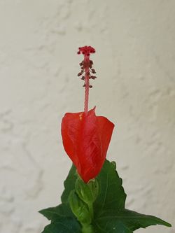 *$2 to $3* Sleeping Hibiscus Plants - Details Below 🔻Nectar Source