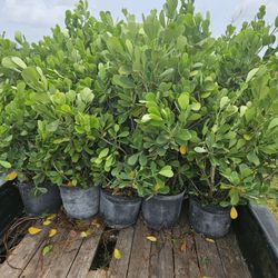 fast  sale only $45  4 of July sale  10 or more 